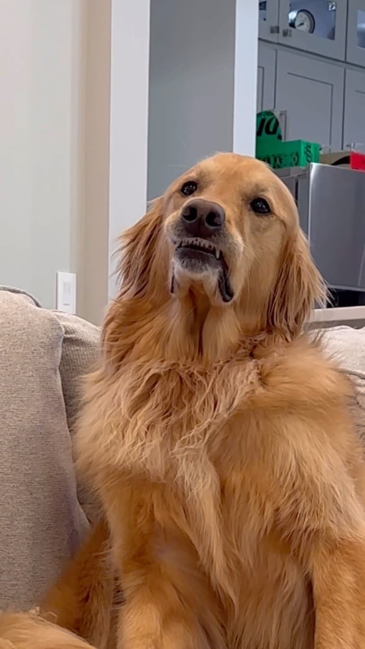 #dog