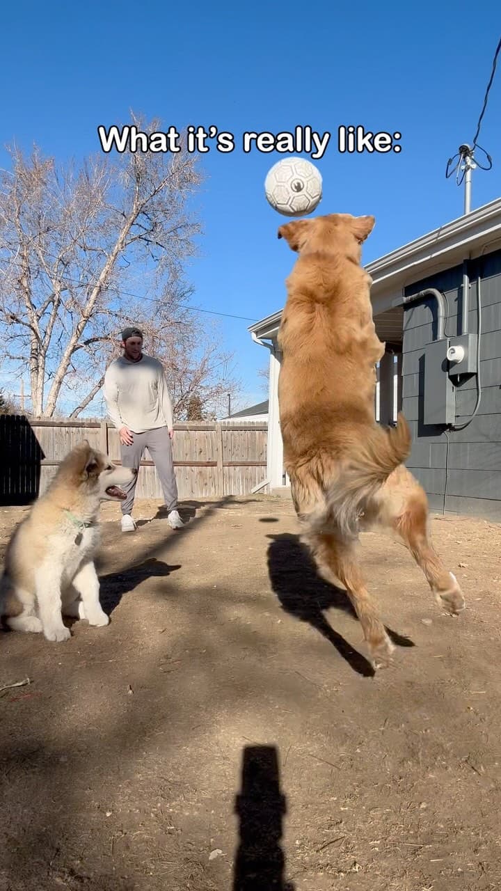 #dogsofinstagram