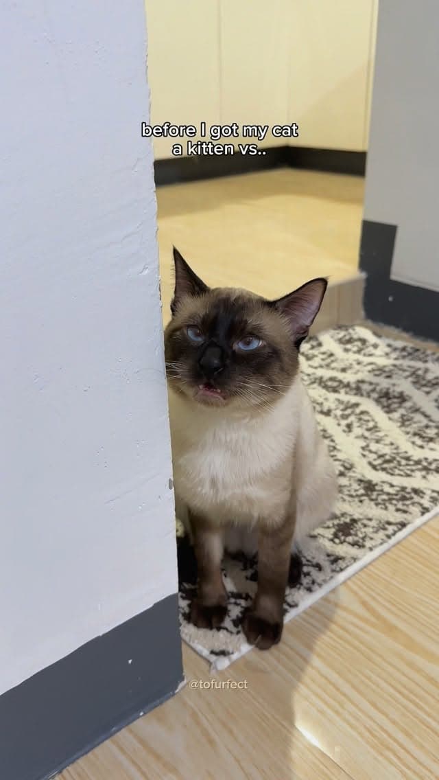 best decision ever 🥹
before I got my cat a cat vs. after 💛
follow us @tofurfect for more videos 😻
no reuploading of