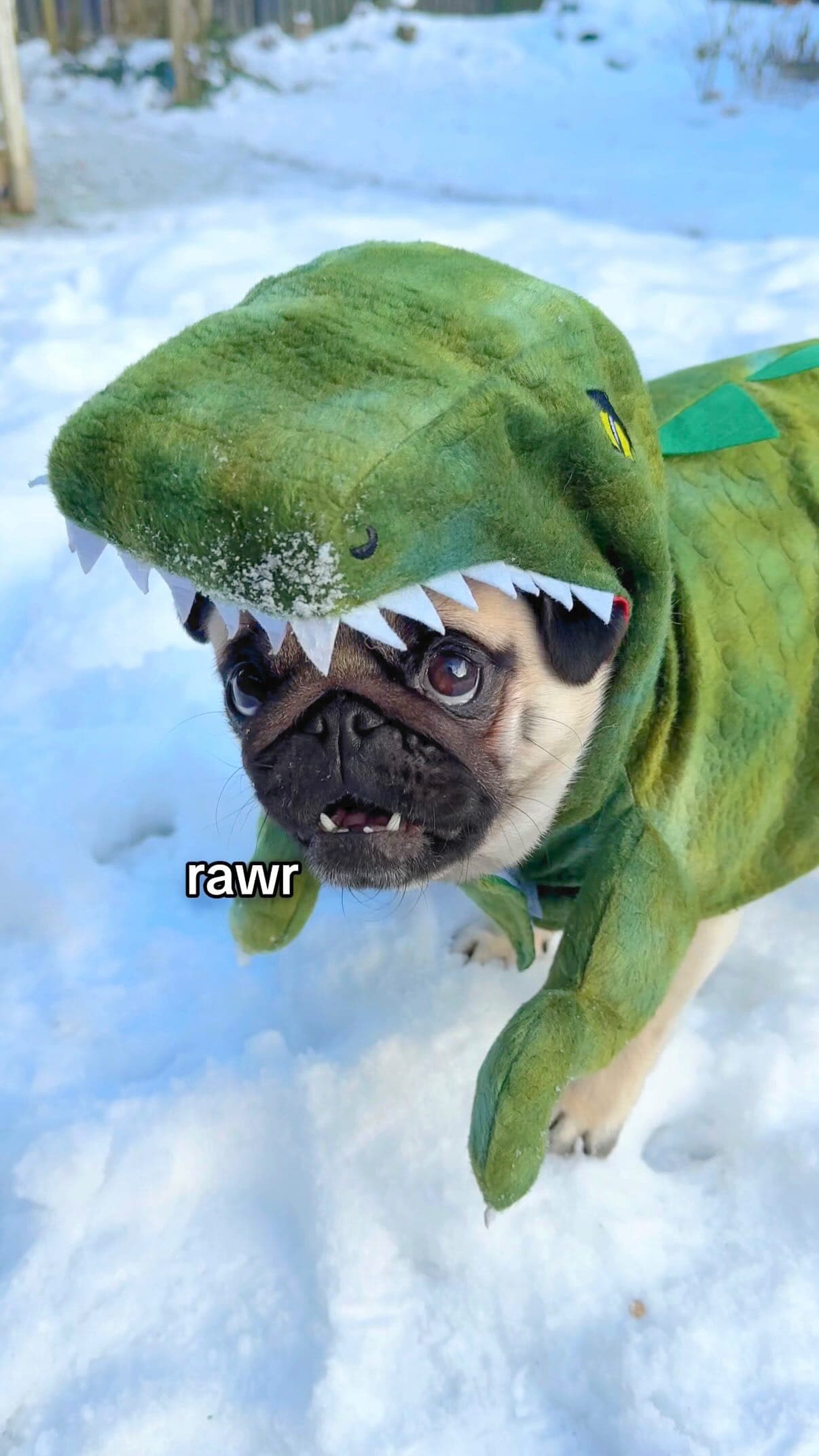 #dog