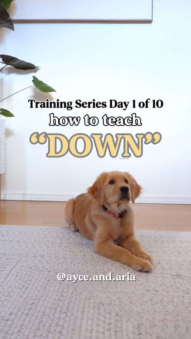 #puppytraining