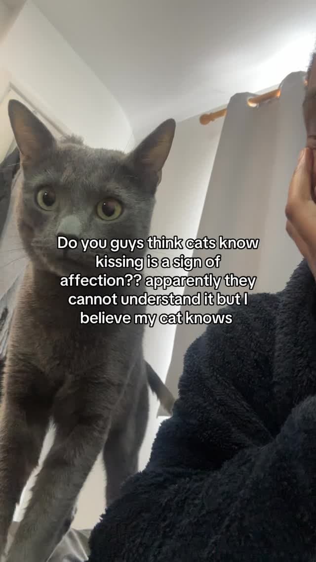 #catsfollowers