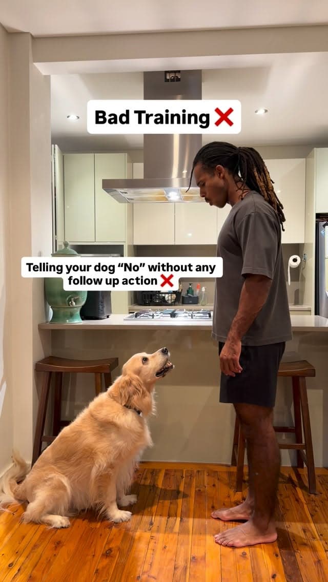 #dogtrainer
