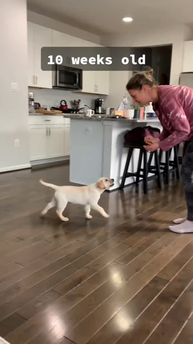 #petlovers