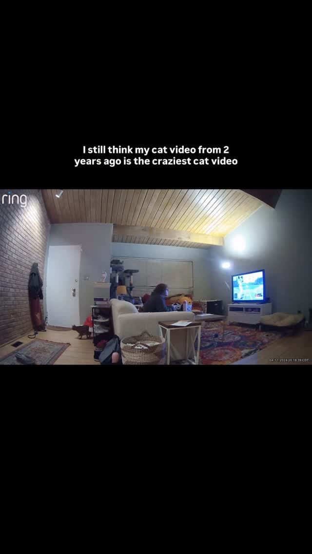 The craziest cat video you will ever see 🤯