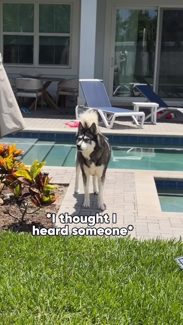 Who would you want in your search party?
#dogsofinstagram #dogsofinsta #dogsofig #goldenretriever #husky