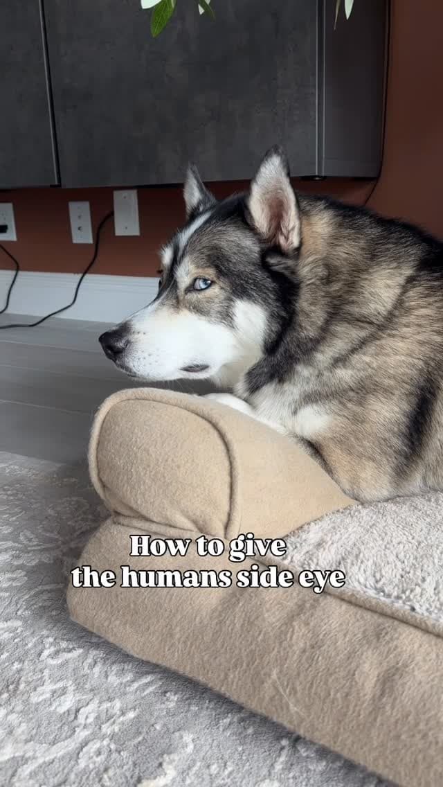 Good to know they’re quick learners 😂
#dogsofinstagram #puppy #fosterpuppy #dogsofinsta
