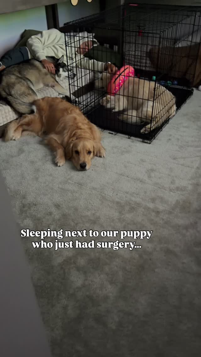 There’s NOTHING he won’t do for these dogs… 🥹
#dogsofinstagram #dogsofinsta #dogsofig #puppy #goldenretriever