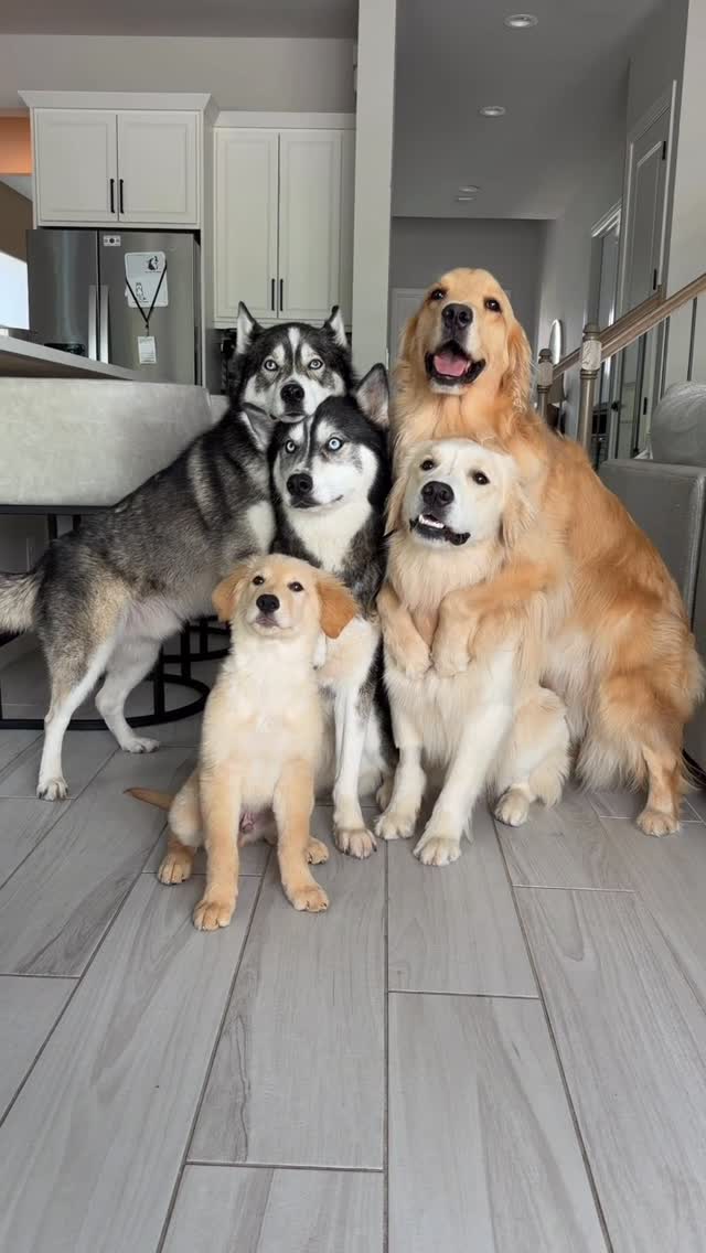 #goldenretriever