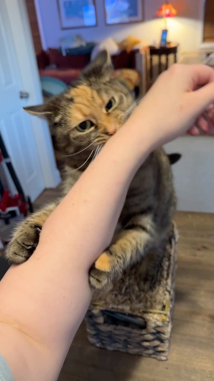 Spicy baby 🌶️🌶️🌶️ #catsofinstagram #reels #fyp