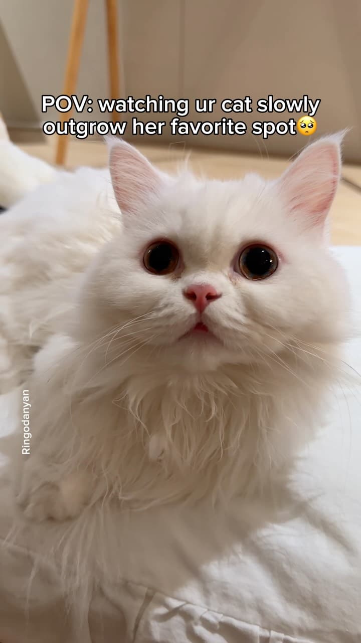 #catreels