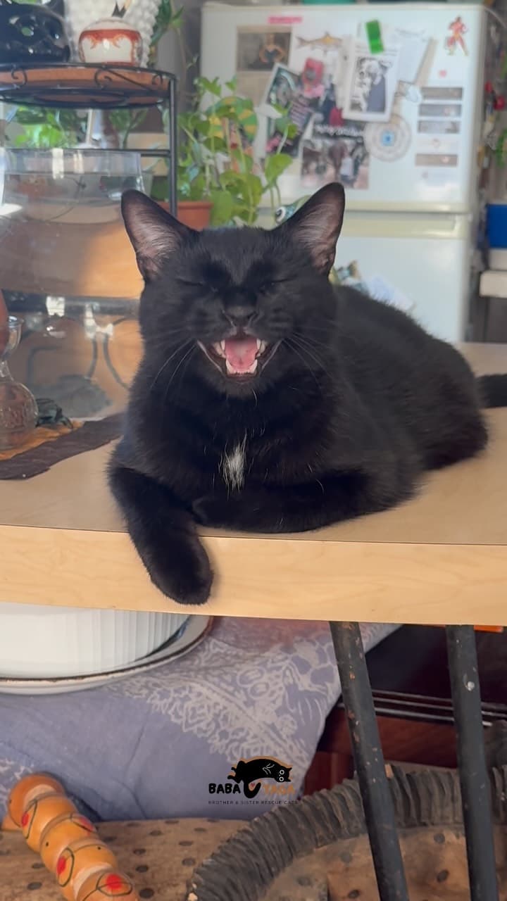 Hey, Baba? 😹🖤
.
.
#cats #catvideo #blackcat #catmom #cutecat