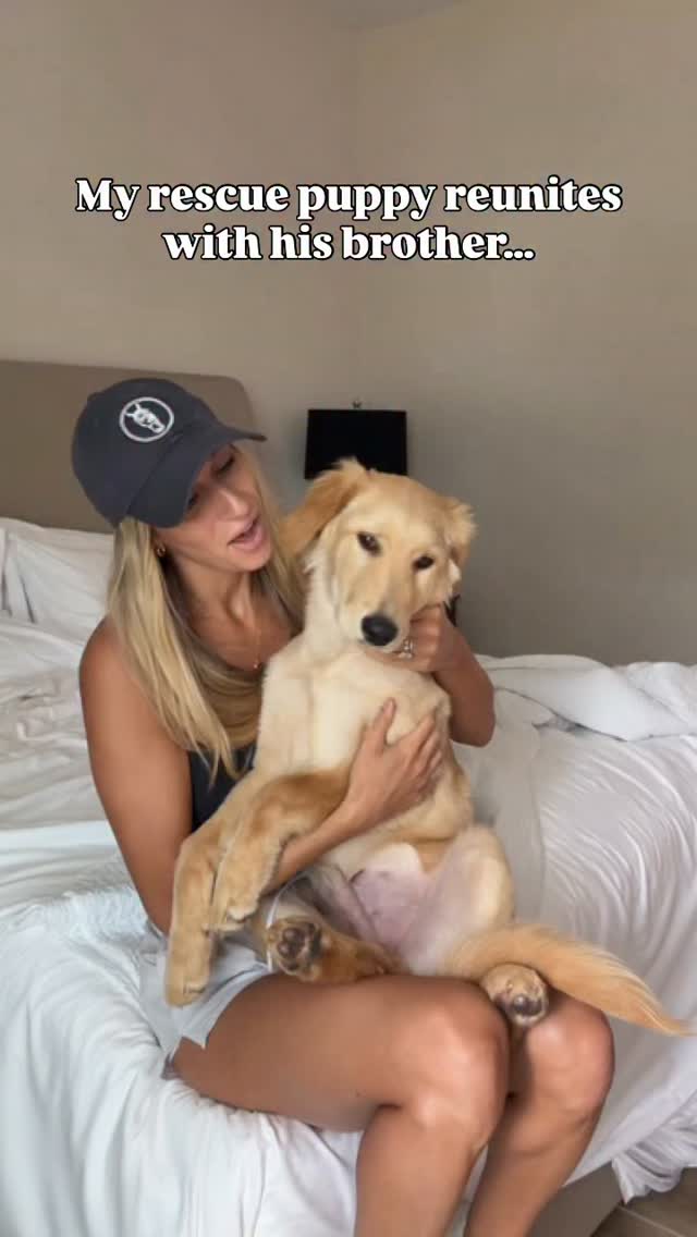 The ending had me crying 😭
#dogsofinstagram #rescuepuppy #germanshepherd #goldenretriever #puppy