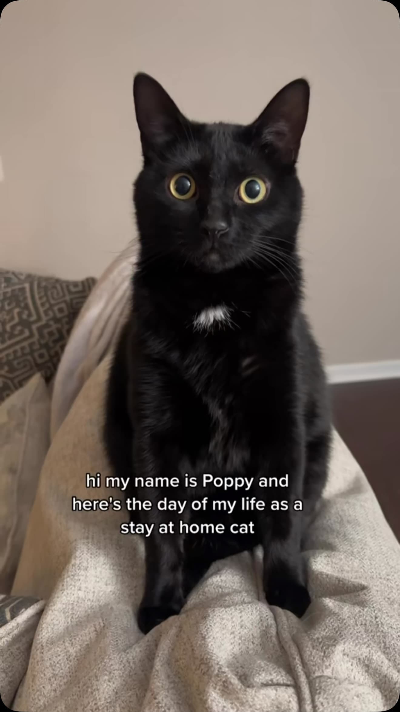 #catsofinstagram