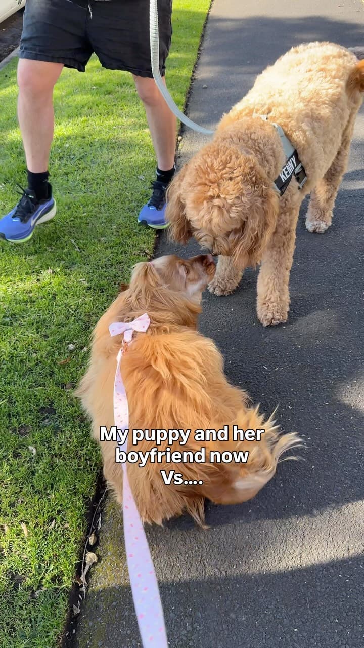 #dogs