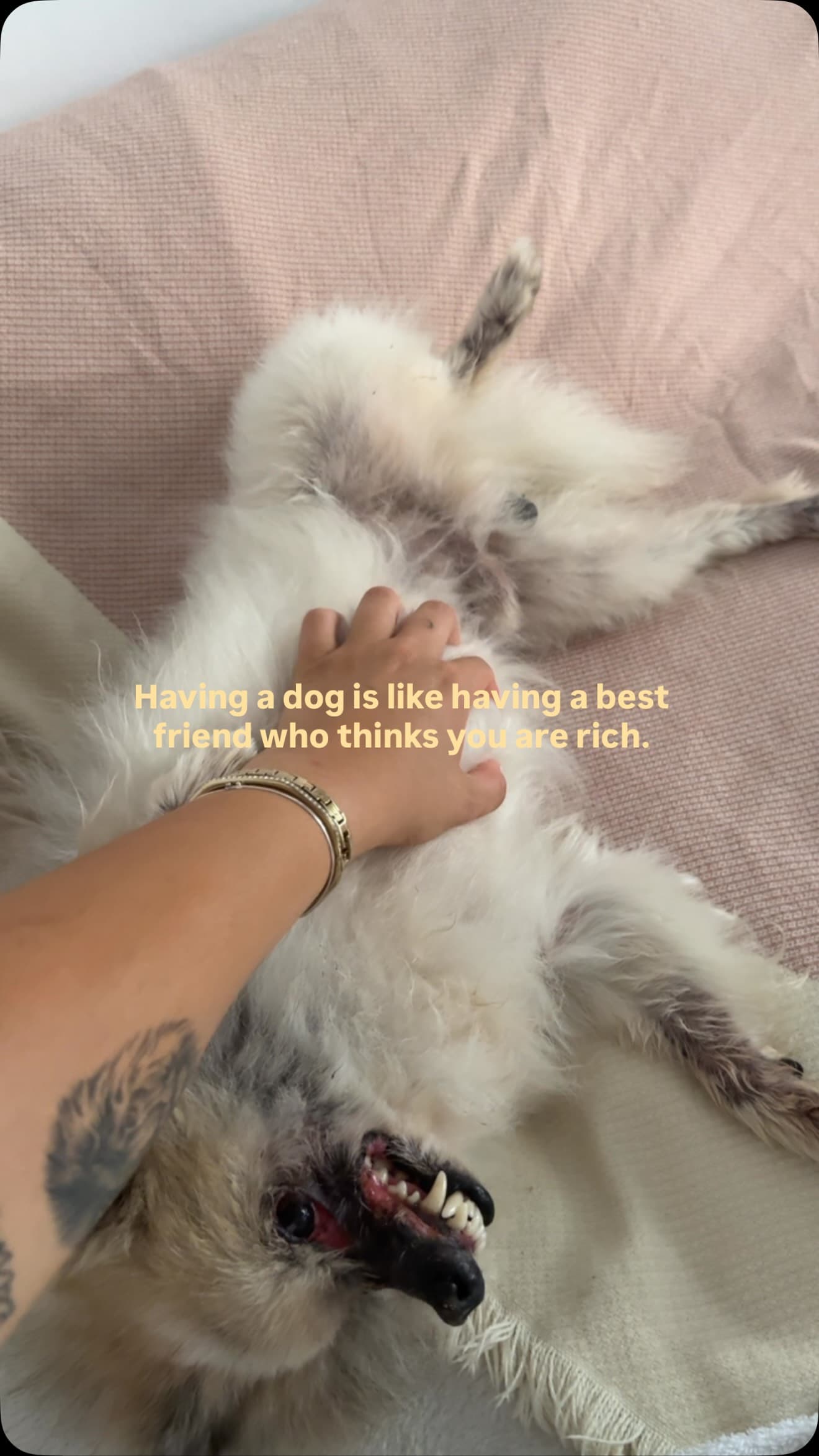 #dogreels