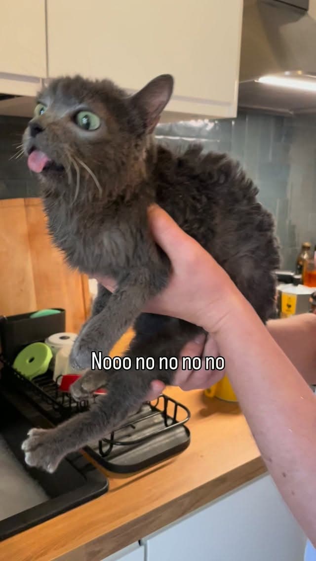 @blu_the_blep