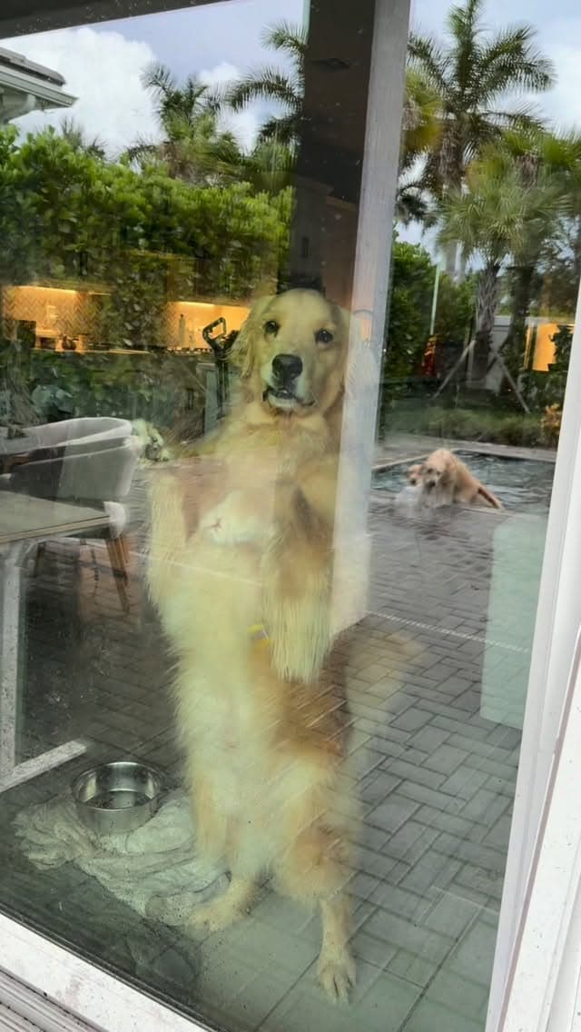 There’s nothing I hate more than south Florida rainy season…
#dogsofinstagram #dogsofinsta #dogsofig #goldenretriever