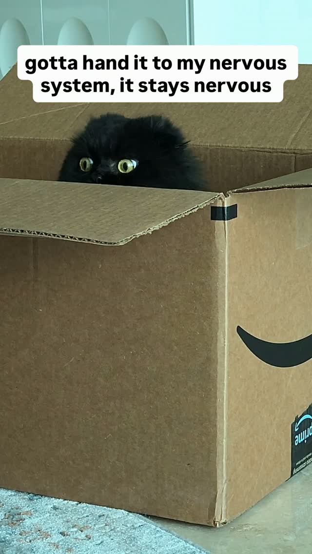 #catlovers