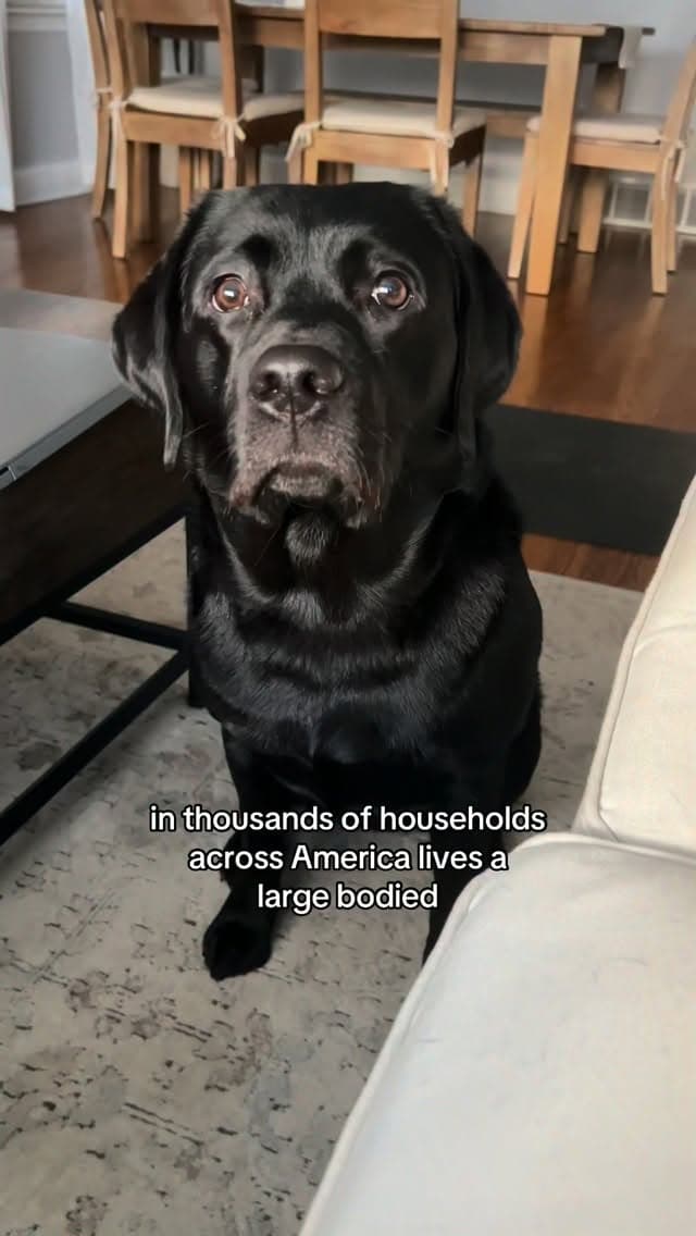 bestest friend I could ask for🥺 #dogs #labrador #blacklab #dogsofinstagram