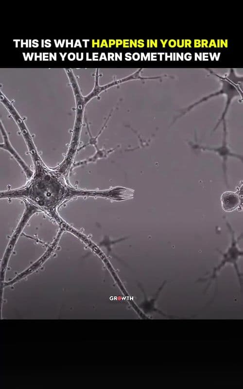 This is What Happens in Your Brain When You Learn Something New Every time you learn something new, your brain is doing