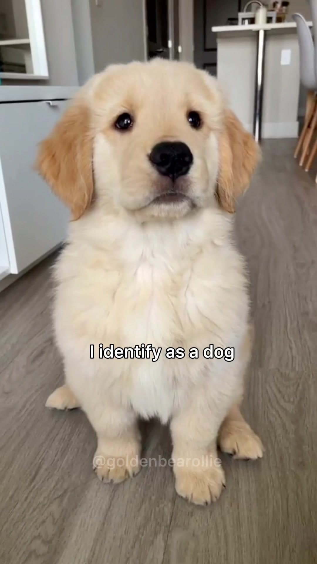 I was born a dog (Rott_n_chugs)