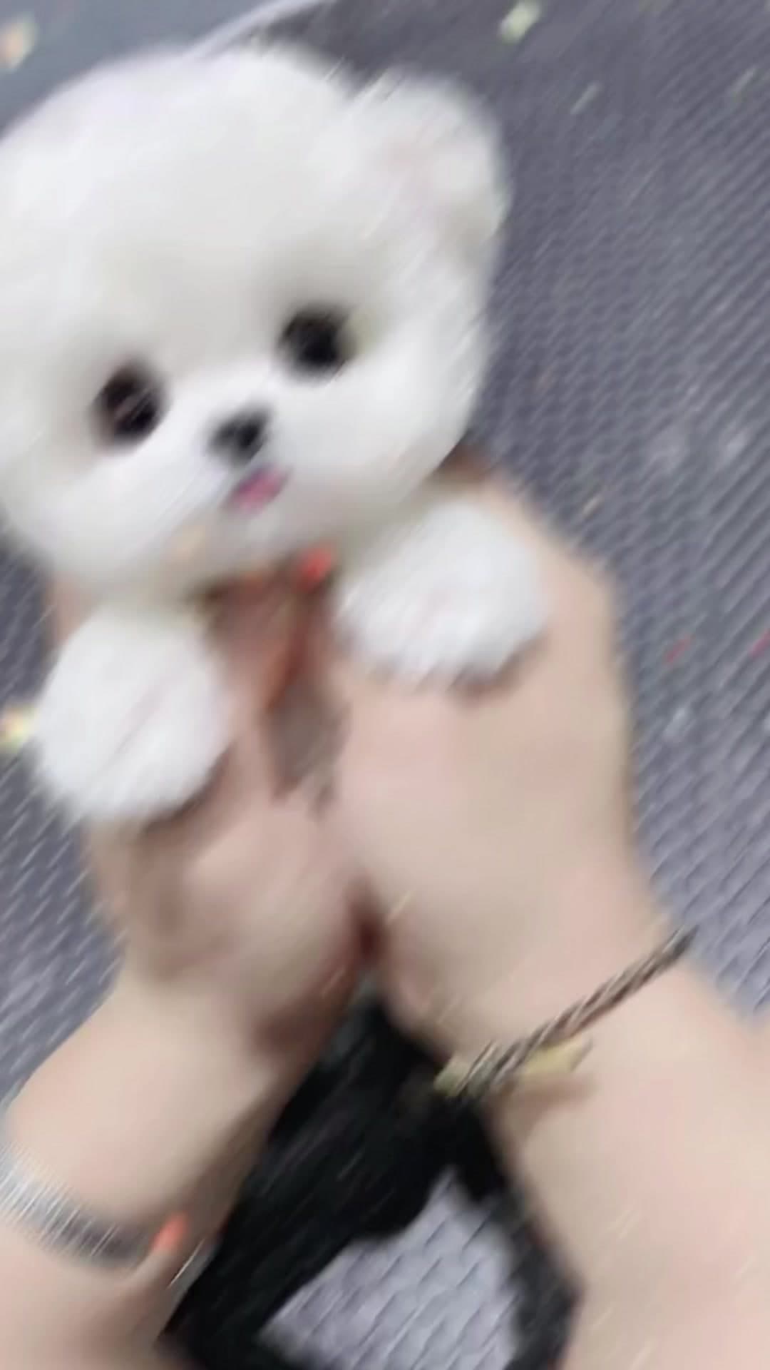 #pet