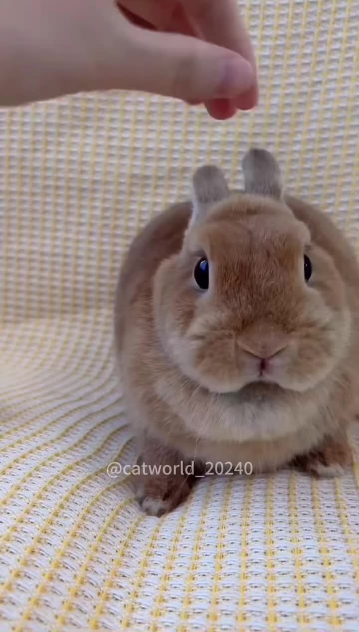 #animals