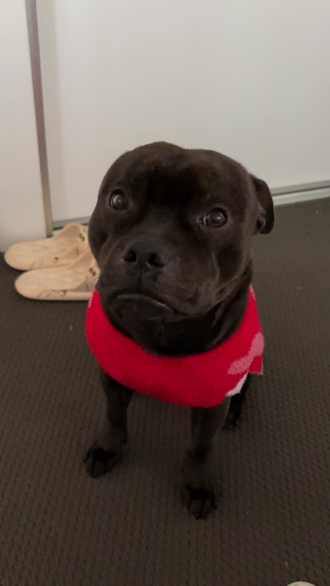 #staffordshirebullterrier