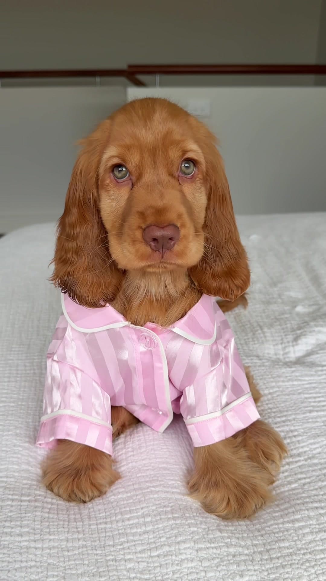 The Cuppycake Song (Amy Castle)