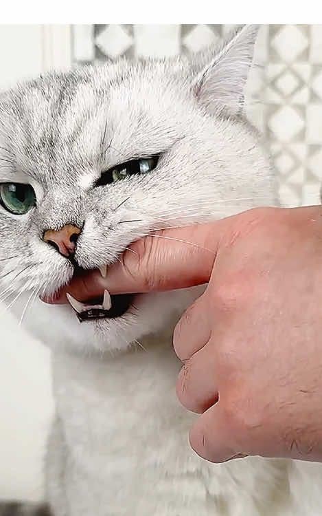 Montagem Miau (Lenar)