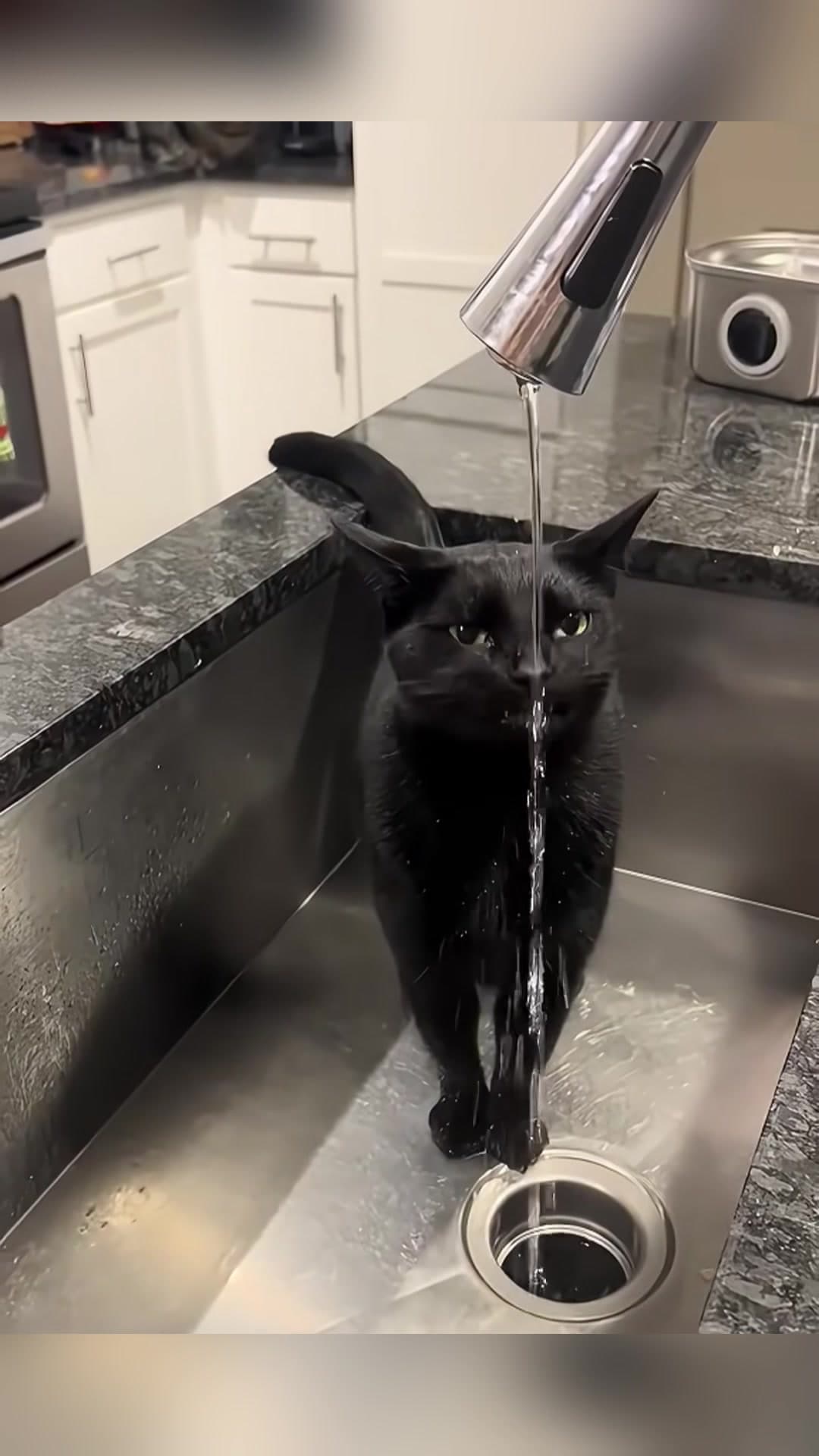 @lovepets519