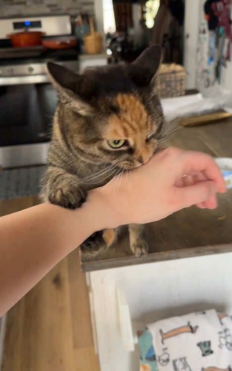 #tiktok