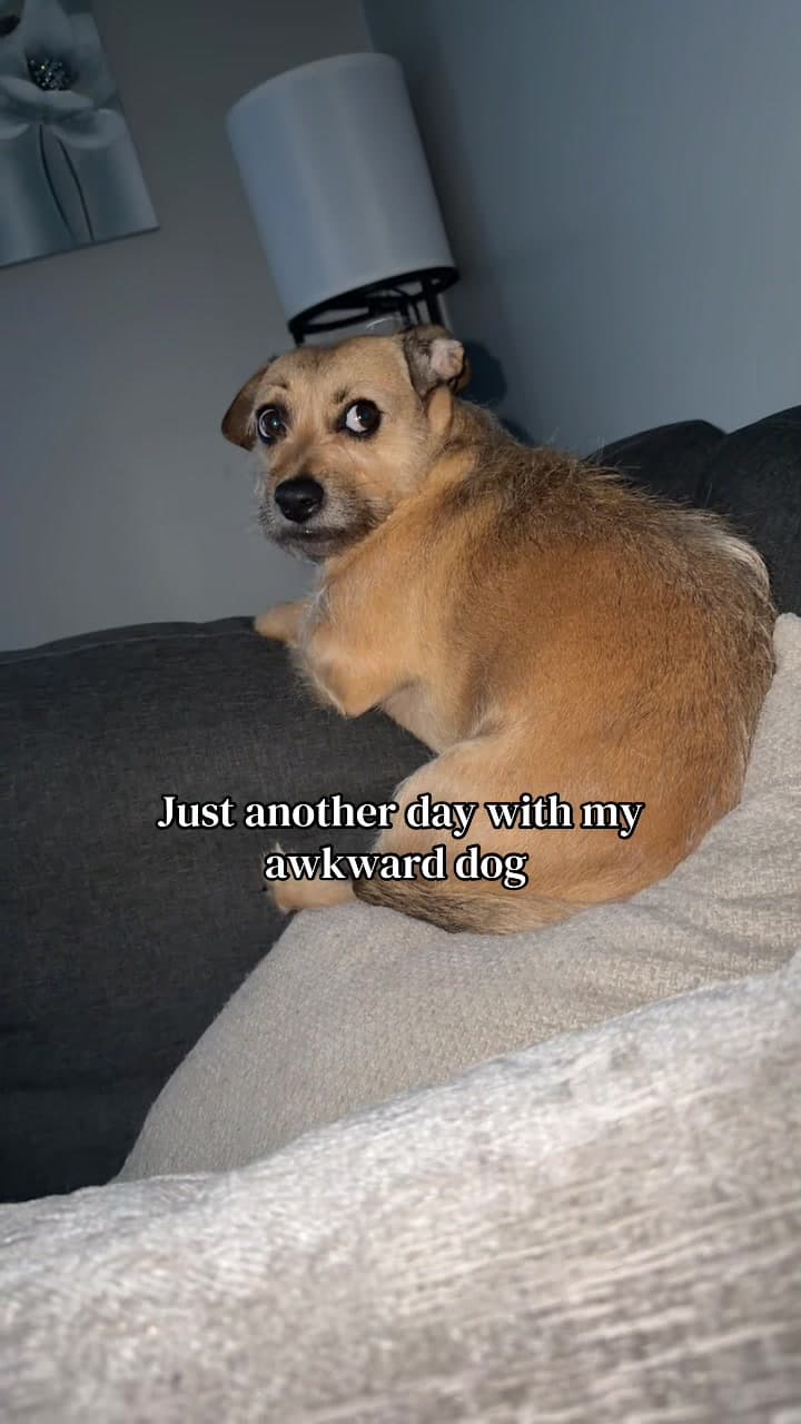 Always serving side eyes #fyp #foryou #dogsoftiktok #dog