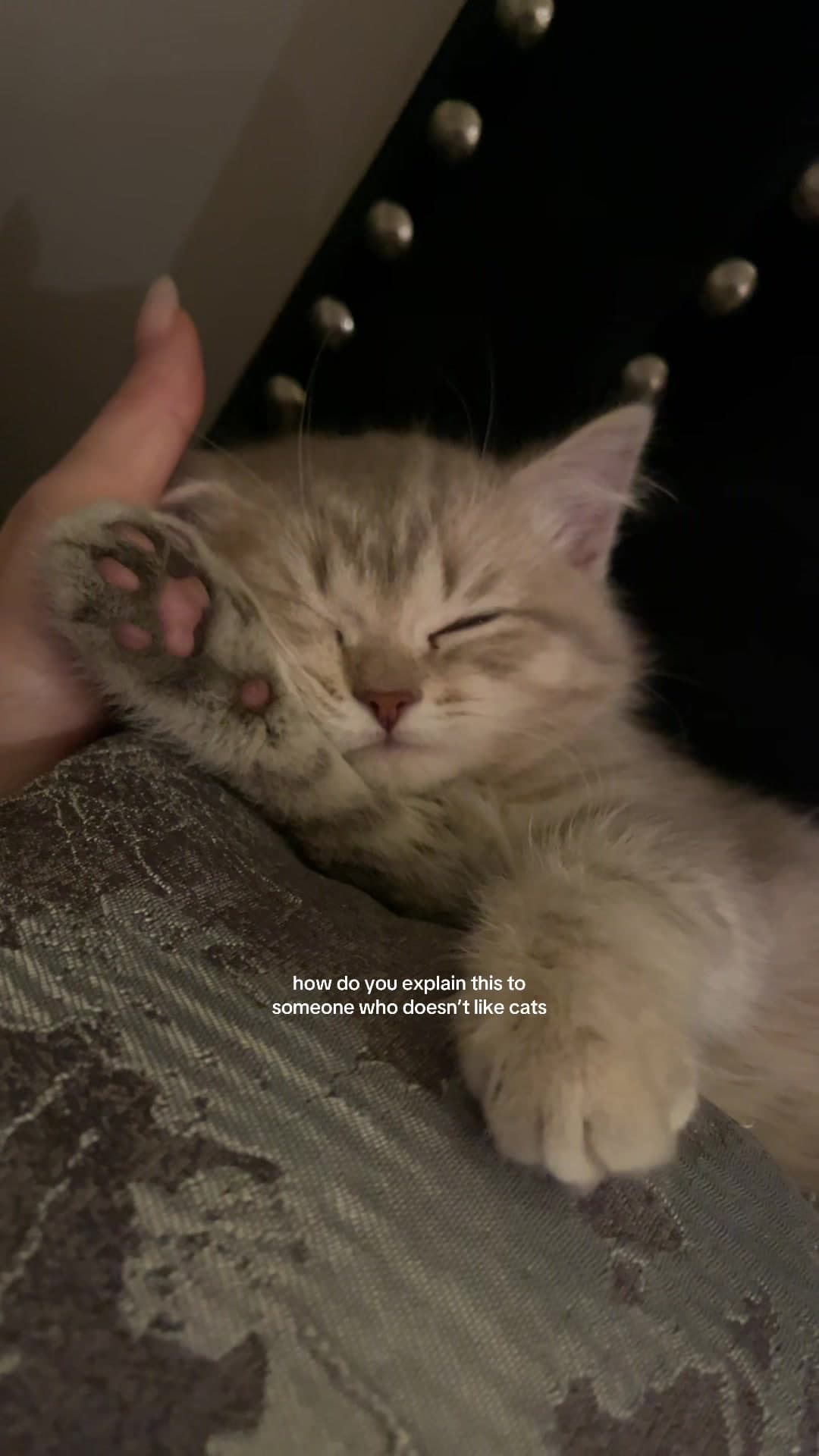 Purring Kitty Lullaby (Drowsy Teddy)