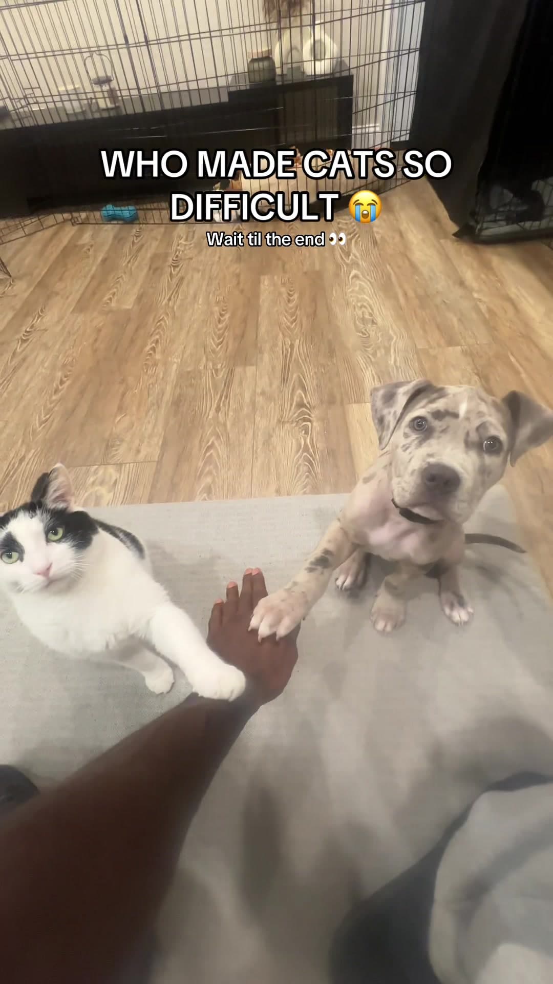@ogcxlilsaint
