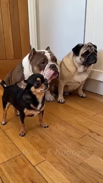 Ep 2 / Chihuahua is not happy.๐ฅฌ๐ฅฆ๐ฅน๐ #funnypets #PetsOfTikTok #funnyanimals #dogsoftiktok / #catsoftiktok #viralvideo