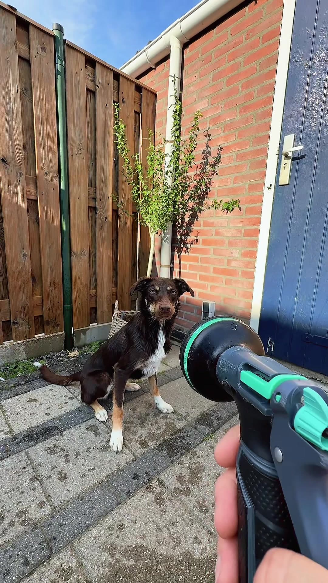 This trend is too funny ๐๐ Bring it back! Jake really enjoys playing with water! #fy #funnydog #dog #dogtok #play