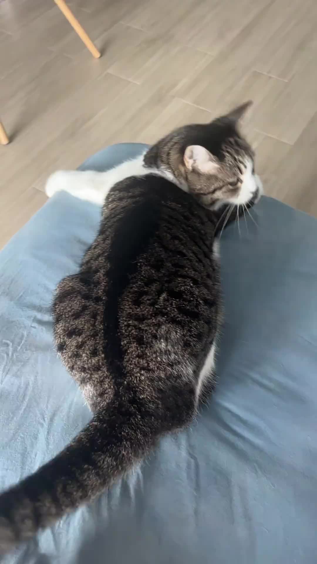 #PetsOfTikTok #dogsoftiktok #catsoftiktok #funnydogs #funnycats