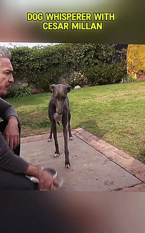 #dogwhisperer #cesarmillan #DogTraining #dog #fyp