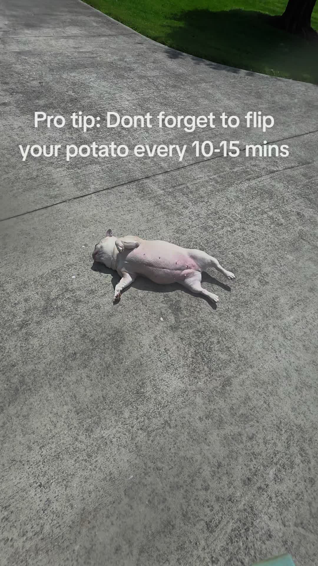 Dont want them too crispy!!#dogsoftiktok #frenchbulldog #frenchiesoftiktok #dogmom #frenchies