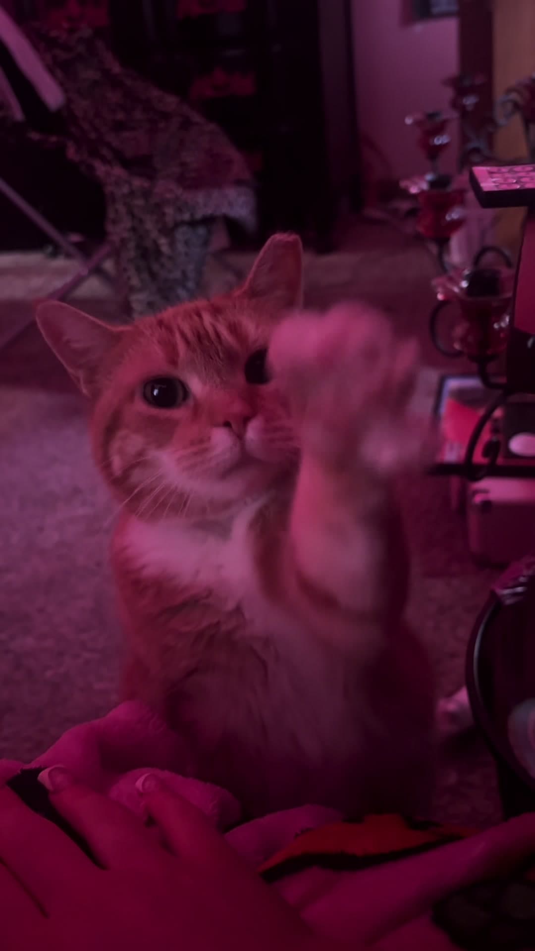 #cats