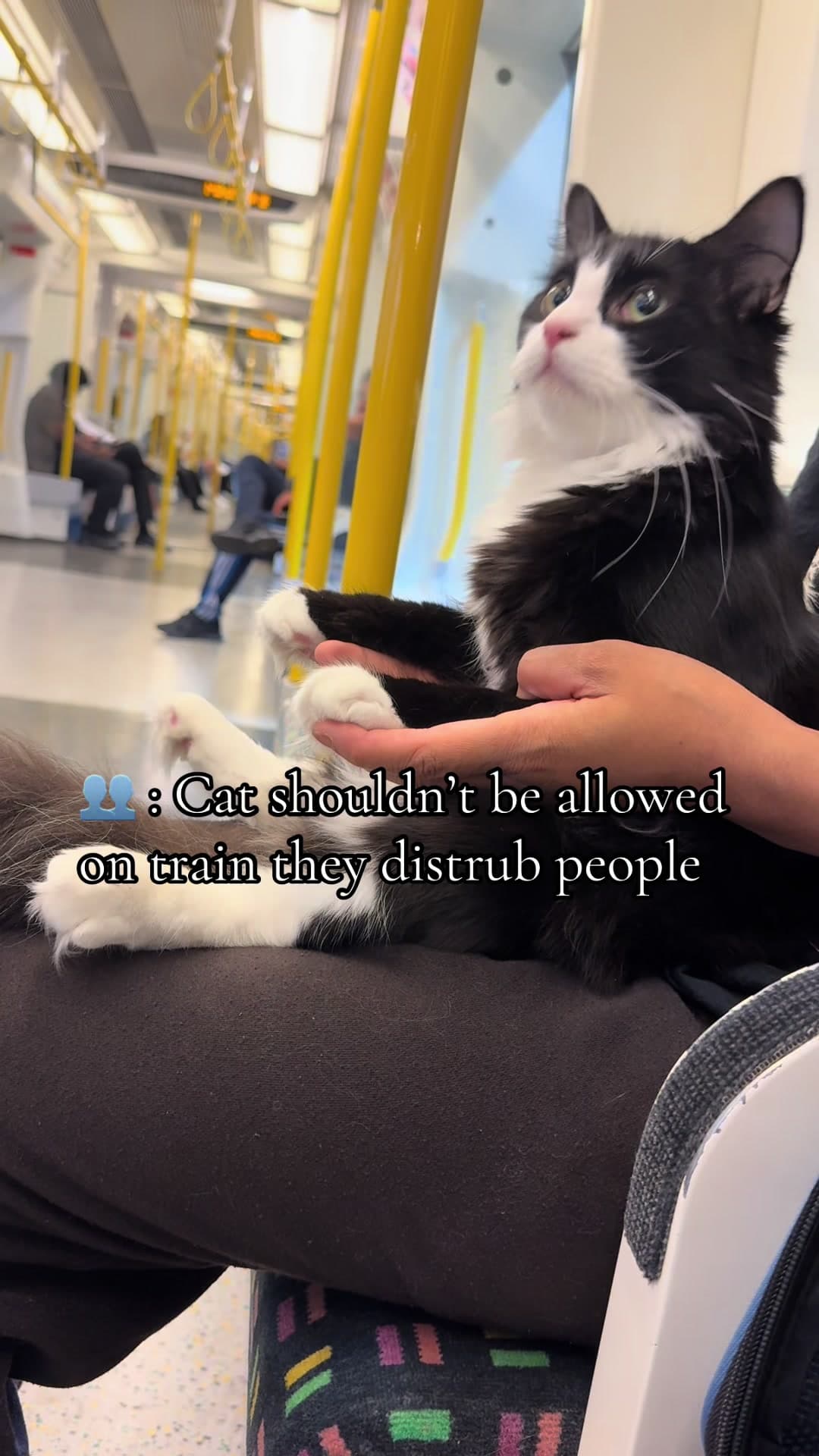 #tfl #PetsOfTikTok #cat #catlover #cattok