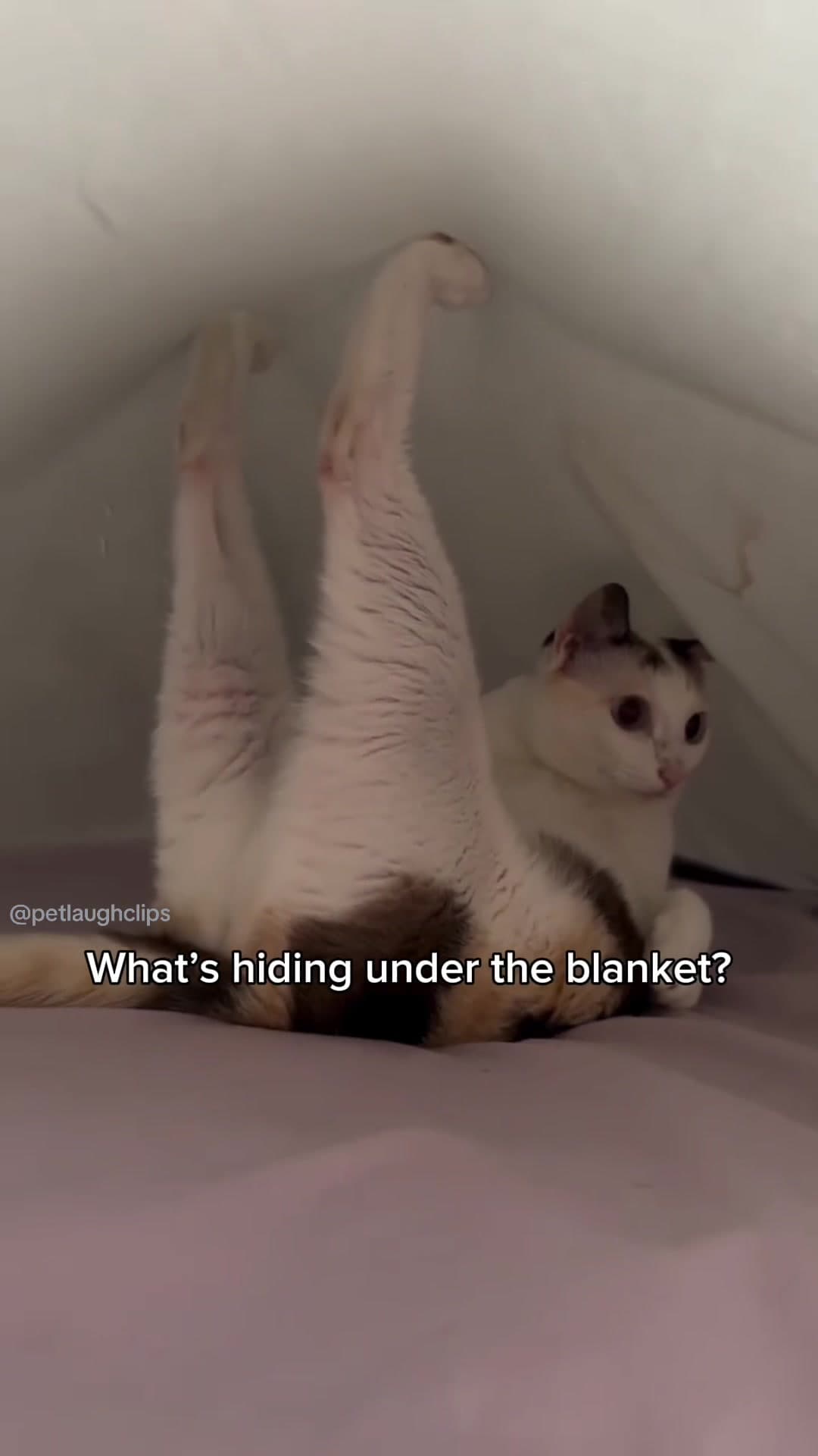 #catvideo