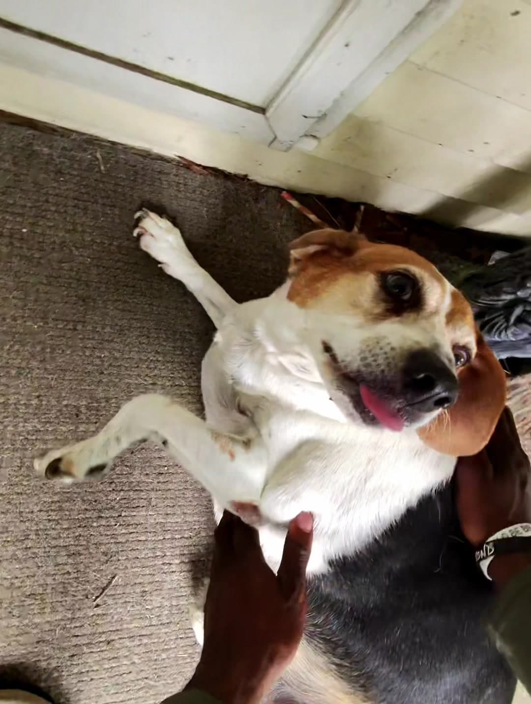 Tater!!!!! . . . . . . . . . . . . . . #guarddog #dogsoftiktok #dog #doglover #dogtok