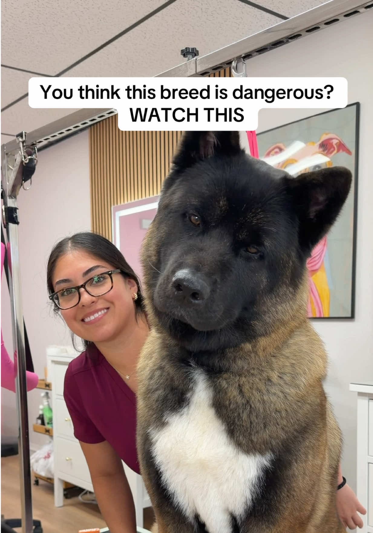 Meiying is the sweetest girl ever๐ฅบ #dogsoftiktok #doggrooming #petlover #dogs #akita