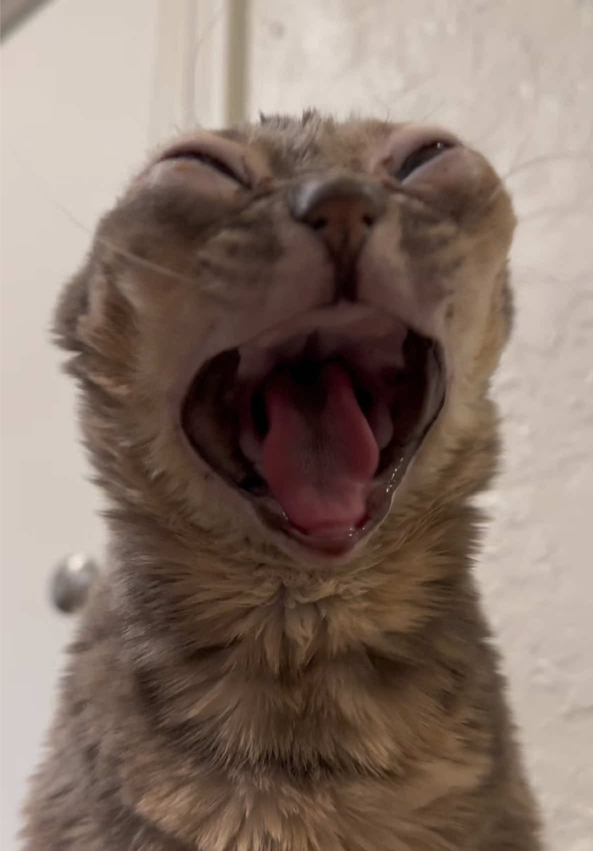White Winter Hymnal (Fleet Foxes)