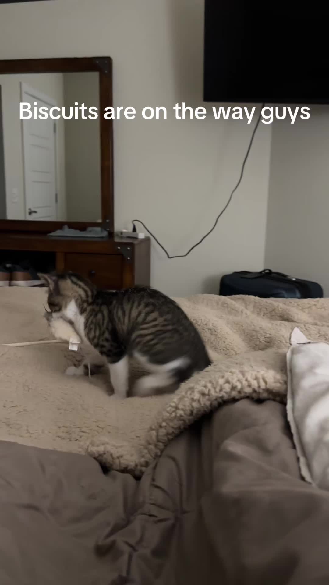 The mouse is his assistant👀 #kittensoftiktok #cattok #biscuits #cute