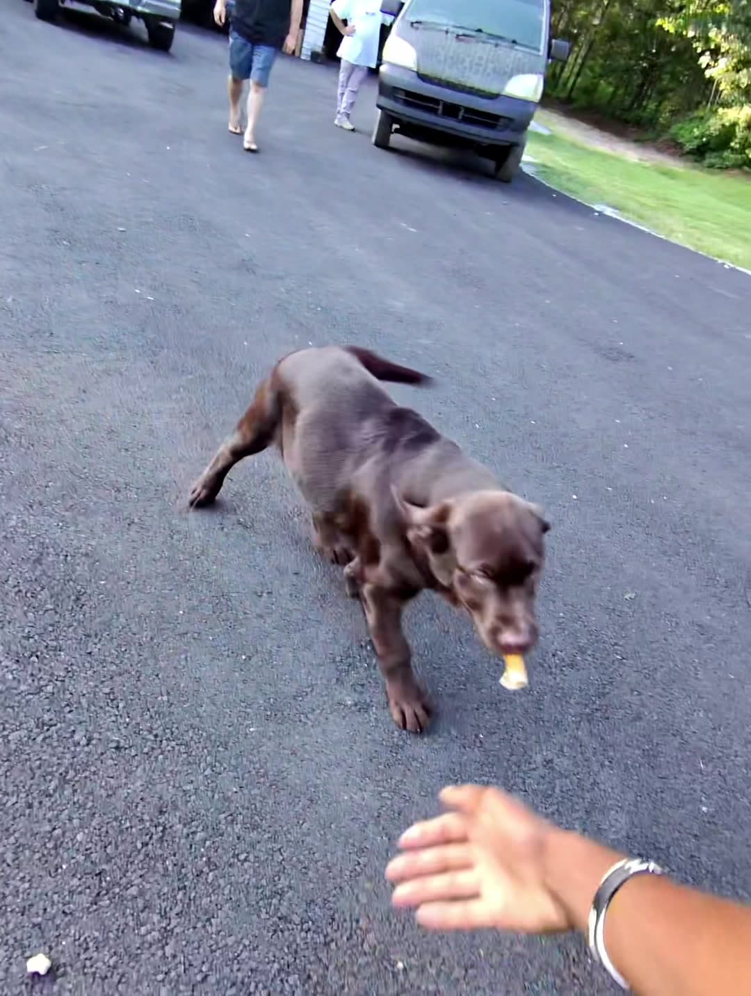 I ALMOST TOOK THIS DOOGIE WITH ME 🥹 . . . . . . . . . . . . . #dog #dogsoftiktok #doglover #dogtok #guarddog