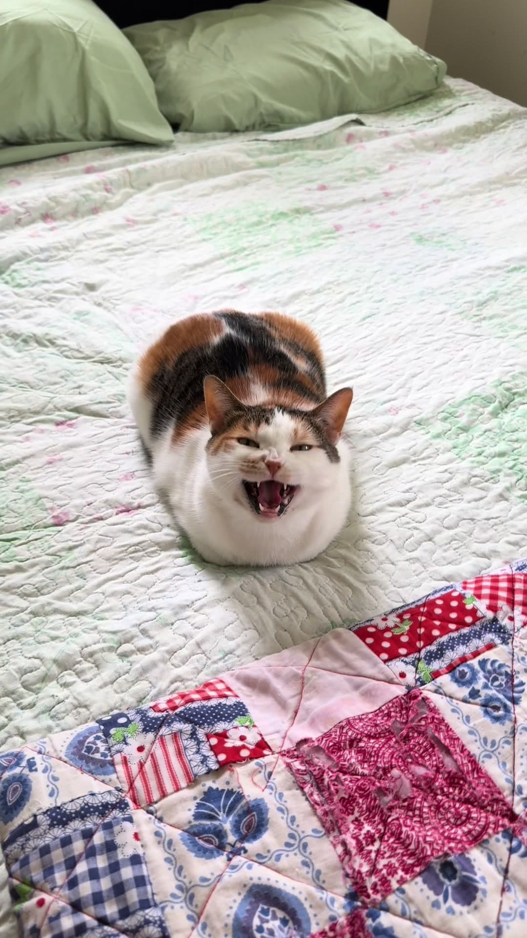 She has so much to say 🥹 #cats #catsoftiktok #catlover #cattok #PetsOfTikTok